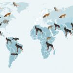 Rabies Virus: A Deadly Zoonotic Disease and Its Global Impact